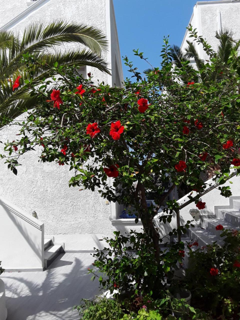 Azalea Hotel คามารี ภายนอก รูปภาพ