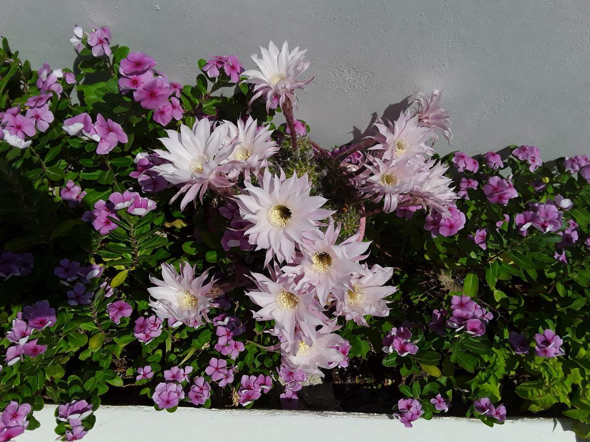 Azalea Hotel คามารี ภายนอก รูปภาพ